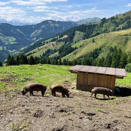 Alpehytte Riedlfeld Dienten am Hochkönig