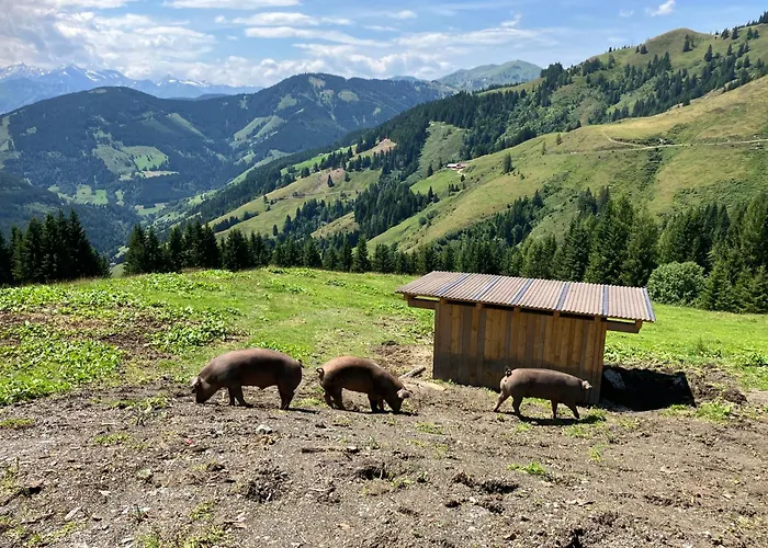 Alpehytte Riedlfeld Dienten am Hochkönig